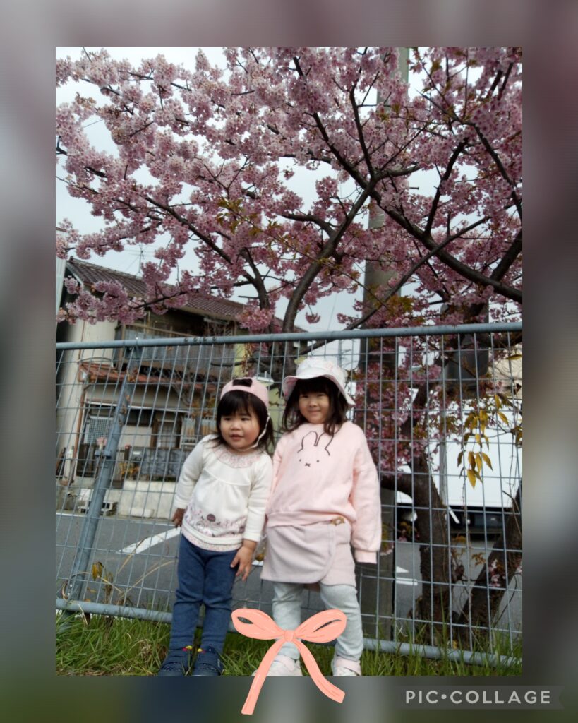 満開の桜の木と写真を撮る園児